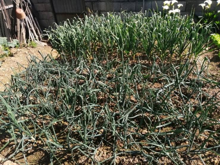 WhatsApp Image 2020-05-06 at 11.35.50 (1)