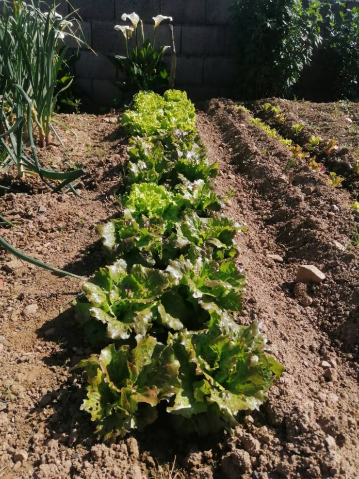 WhatsApp Image 2020-05-06 at 11.35.50